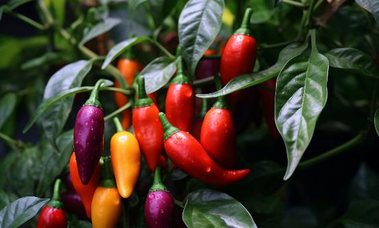 2023年辣椒種植行業(yè)發(fā)展現(xiàn)狀、競(jìng)爭(zhēng)格局及未來發(fā)展趨勢(shì)與前景分析