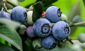 2024藍(lán)莓行業(yè)市場(chǎng)深度分析及投資戰(zhàn)略研究 年需求量約為100萬(wàn)噸國(guó)產(chǎn)藍(lán)莓發(fā)展快速
