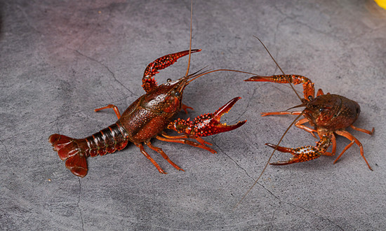 2024年中國(guó)小龍蝦養(yǎng)殖市場(chǎng)驅(qū)動(dòng)因素、小龍蝦養(yǎng)殖主要細(xì)分市場(chǎng)及行業(yè)未來發(fā)展投資前景趨勢(shì)