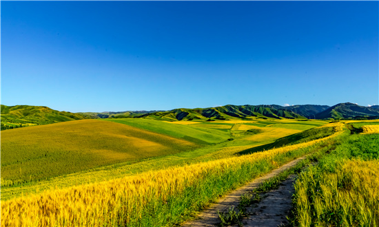 2024年中國(guó)新疆農(nóng)業(yè)市場(chǎng)驅(qū)動(dòng)因素、新疆農(nóng)業(yè)主要細(xì)分市場(chǎng)及行業(yè)未來發(fā)展投資前景趨勢(shì)